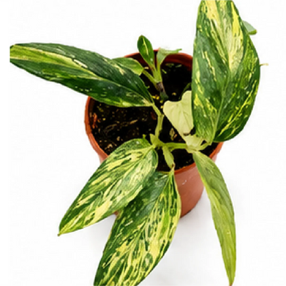 Monstera Standleyana Aurea Variegated – Tissue Culture