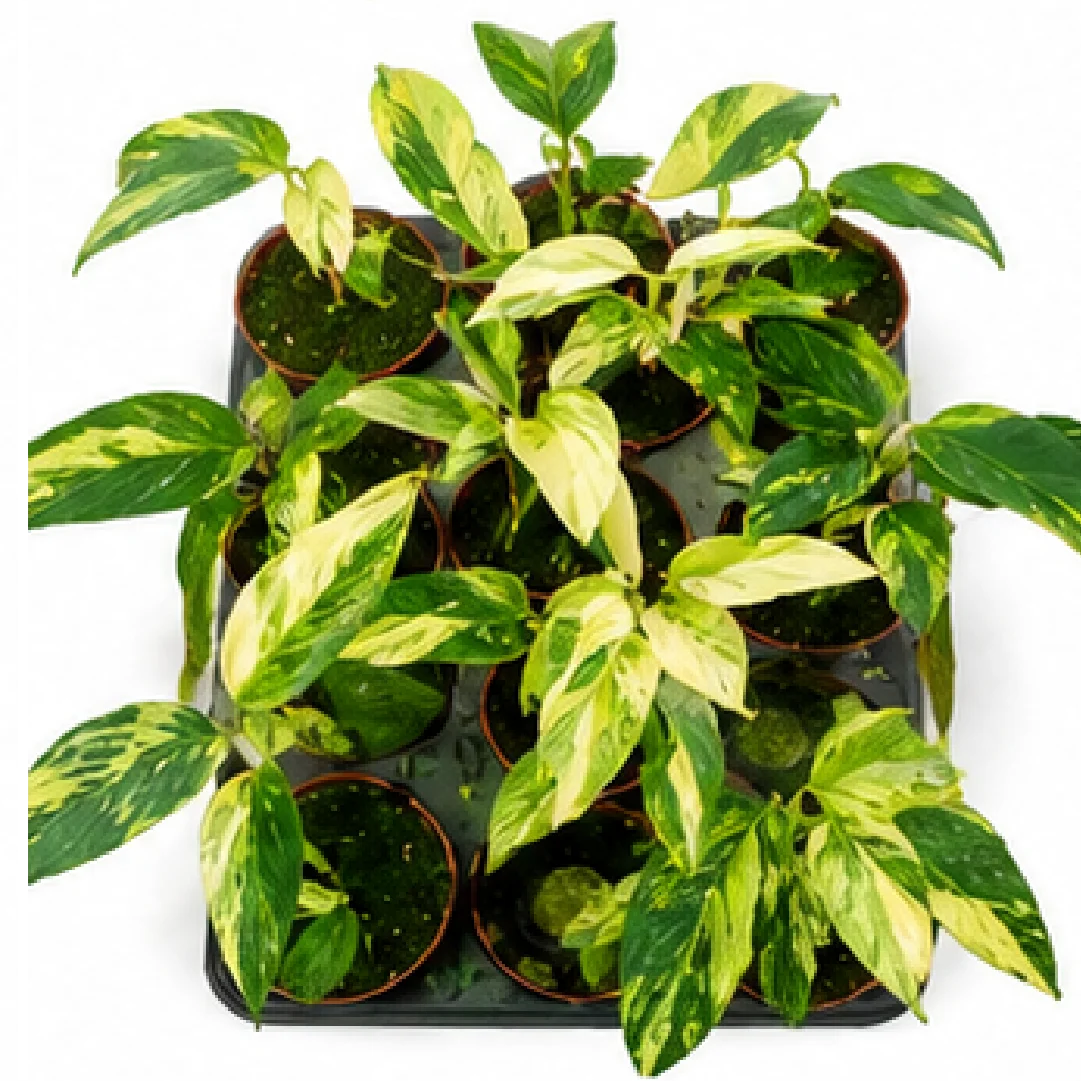 Monstera Standleyana Aurea Variegated – Tissue Culture