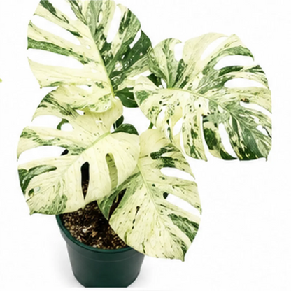 Monstera White Monster Variegated – Tissue Culture