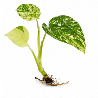 Mint Monstera Variegated – Tissue Culture