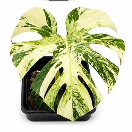Mint Monstera Variegated – Tissue Culture
