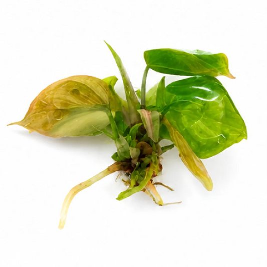 Philodendron Micans Aurea Var Tissue Culture