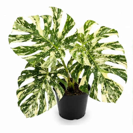 Monstera Deliciosa Crème Brûlée Variegated – Tissue Culture