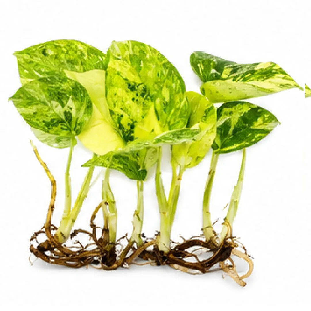 Monstera Deliciosa High Thai Constellation Variegated – Tissue Culture