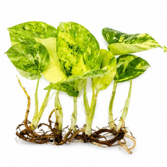 Monstera Deliciosa High Thai Constellation Variegated – Tissue Culture