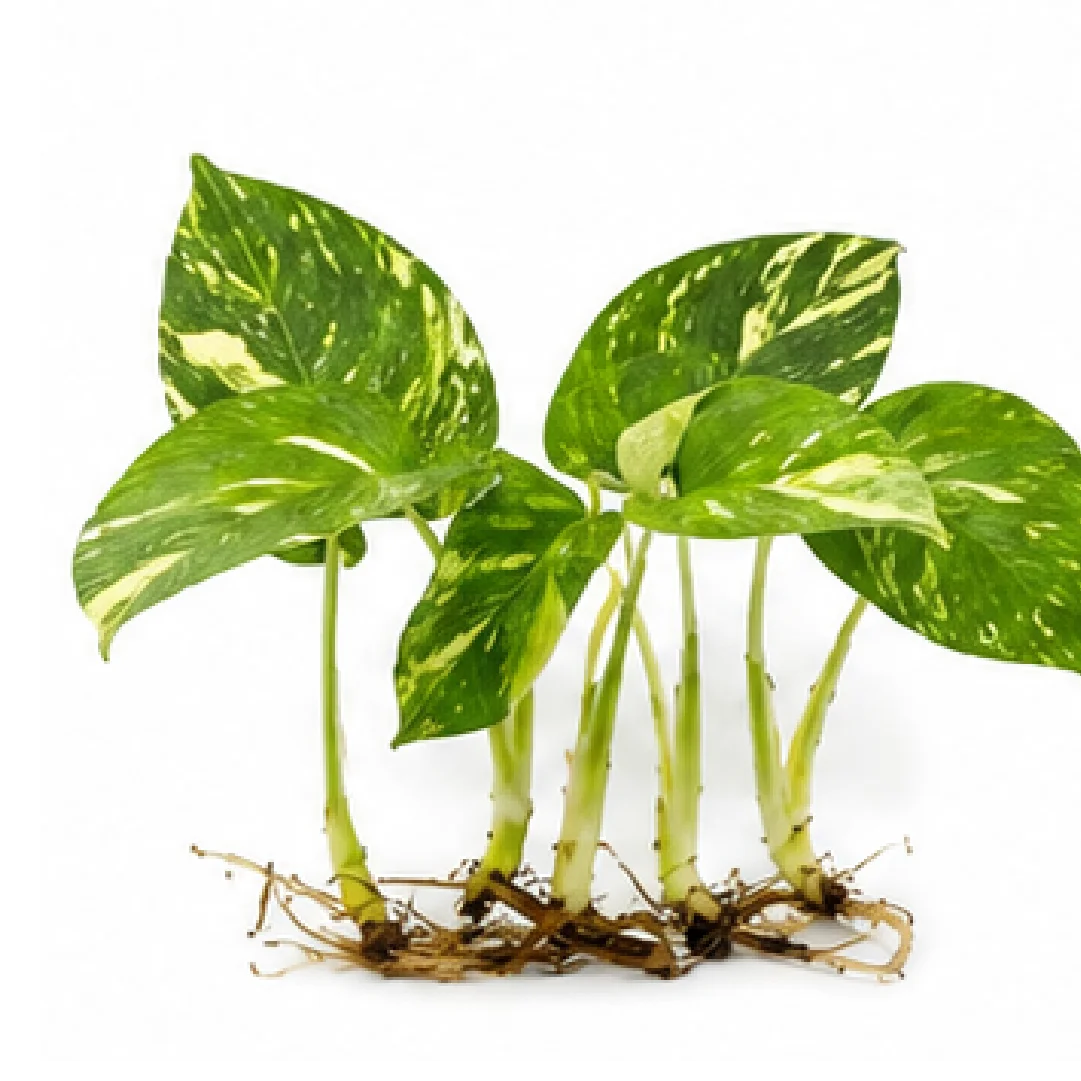 Monstera Deliciosa Thai Constellation Variegated – Tissue Culture