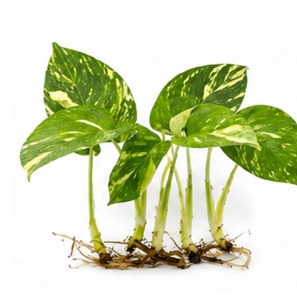 Monstera Deliciosa Thai Constellation Variegated – Tissue Culture