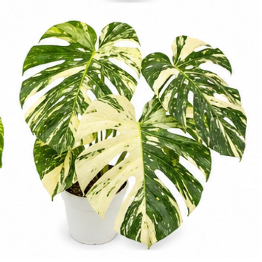 Monstera Deliciosa Thai Constellation Variegated – Tissue Culture