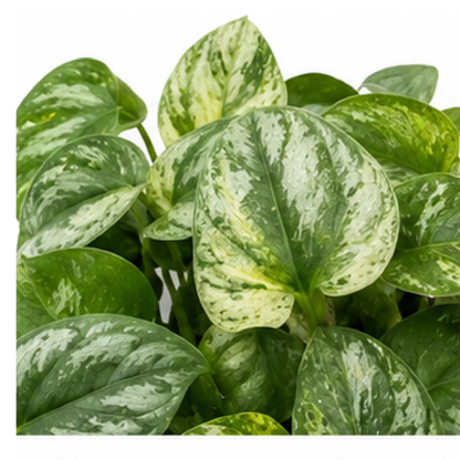 Monstera Amydrium Medium Blue / Amydrium Medium Silver Variegated – Tissue Culture