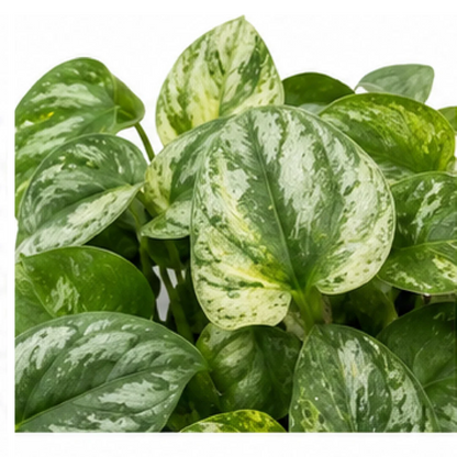 Monstera Amydrium Medium Blue / Amydrium Medium Silver Variegated – Tissue Culture