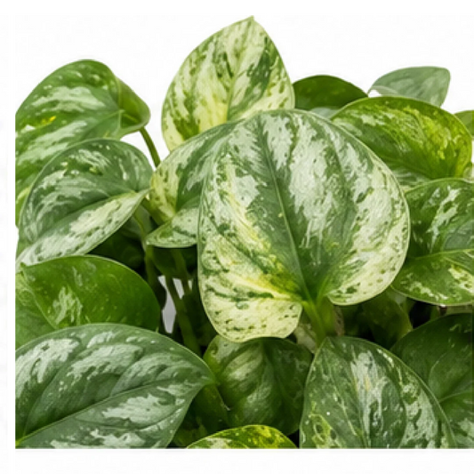 Monstera Amydrium Medium Blue / Amydrium Medium Silver Variegated – Tissue Culture
