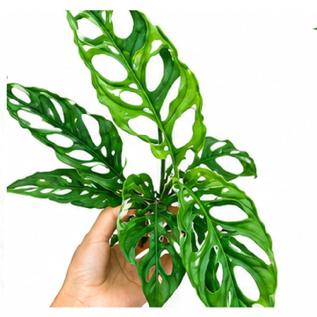 Monstera Obliqua – Tissue Culture