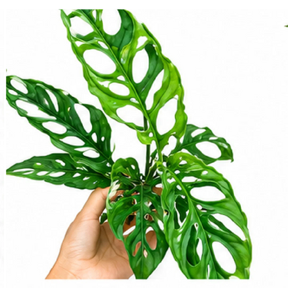 Monstera Obliqua – Tissue Culture