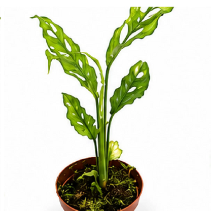 Monstera Obliqua – Tissue Culture