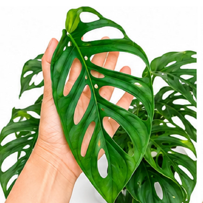 Monstera Obliqua Napo – Tissue Culture