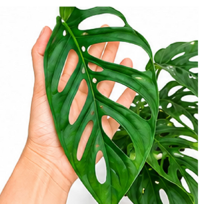 Monstera Obliqua Napo – Tissue Culture