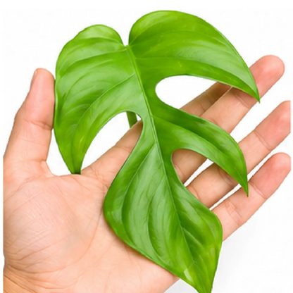Rhaphidophora Tetrasperma – Tissue Culture