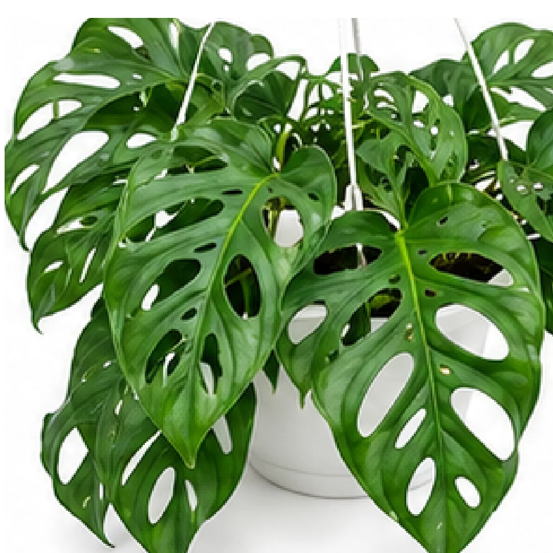 Rhaphidophora Tetrasperma – Tissue Culture