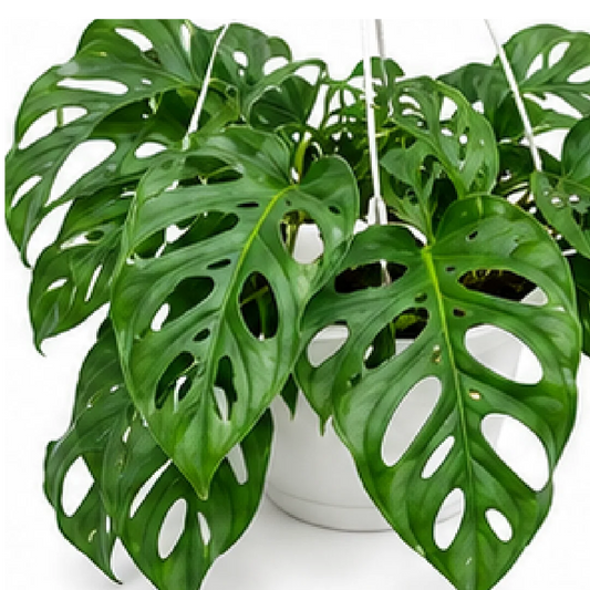 Rhaphidophora Tetrasperma – Tissue Culture