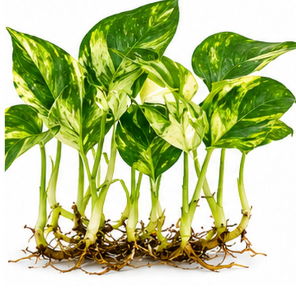 Monstera Epipremnum Amplissimum Silver Albo Variegated – Tissue Culture