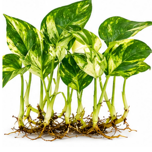 Monstera Epipremnum Amplissimum Silver Albo Variegated – Tissue Culture