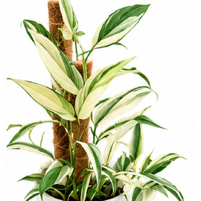 Monstera Epipremnum Amplissimum Silver Albo Variegated – Tissue Culture