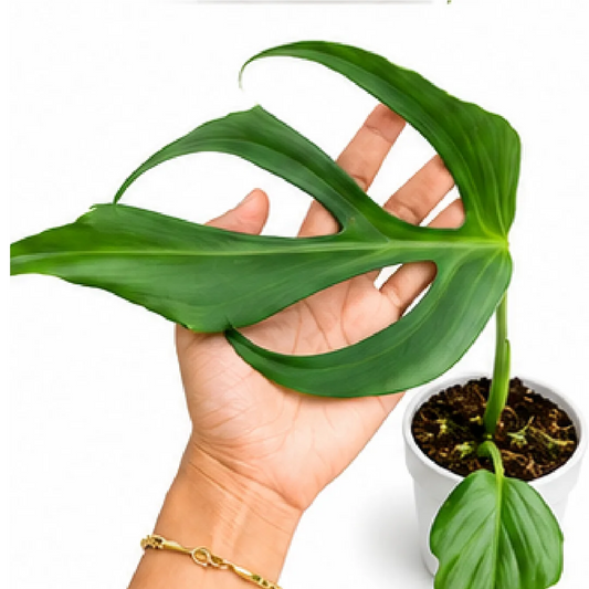 Monstera Burle Marx's Flame – Tissue Culture