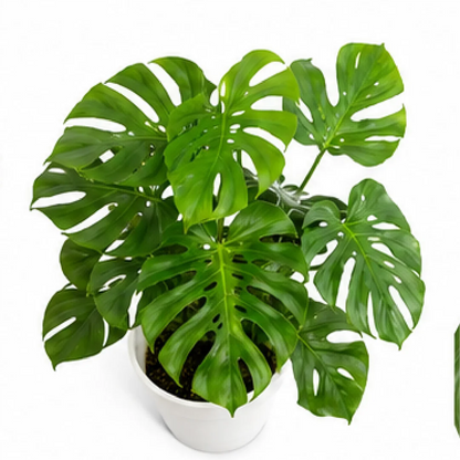 Monstera Deliciosa Liebm – Tissue Culture