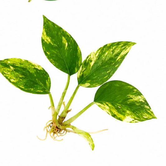 Philodendron Warscewiczii Aurea Var (Selloum Pretty Angel Aurea Var) Tissue Culture