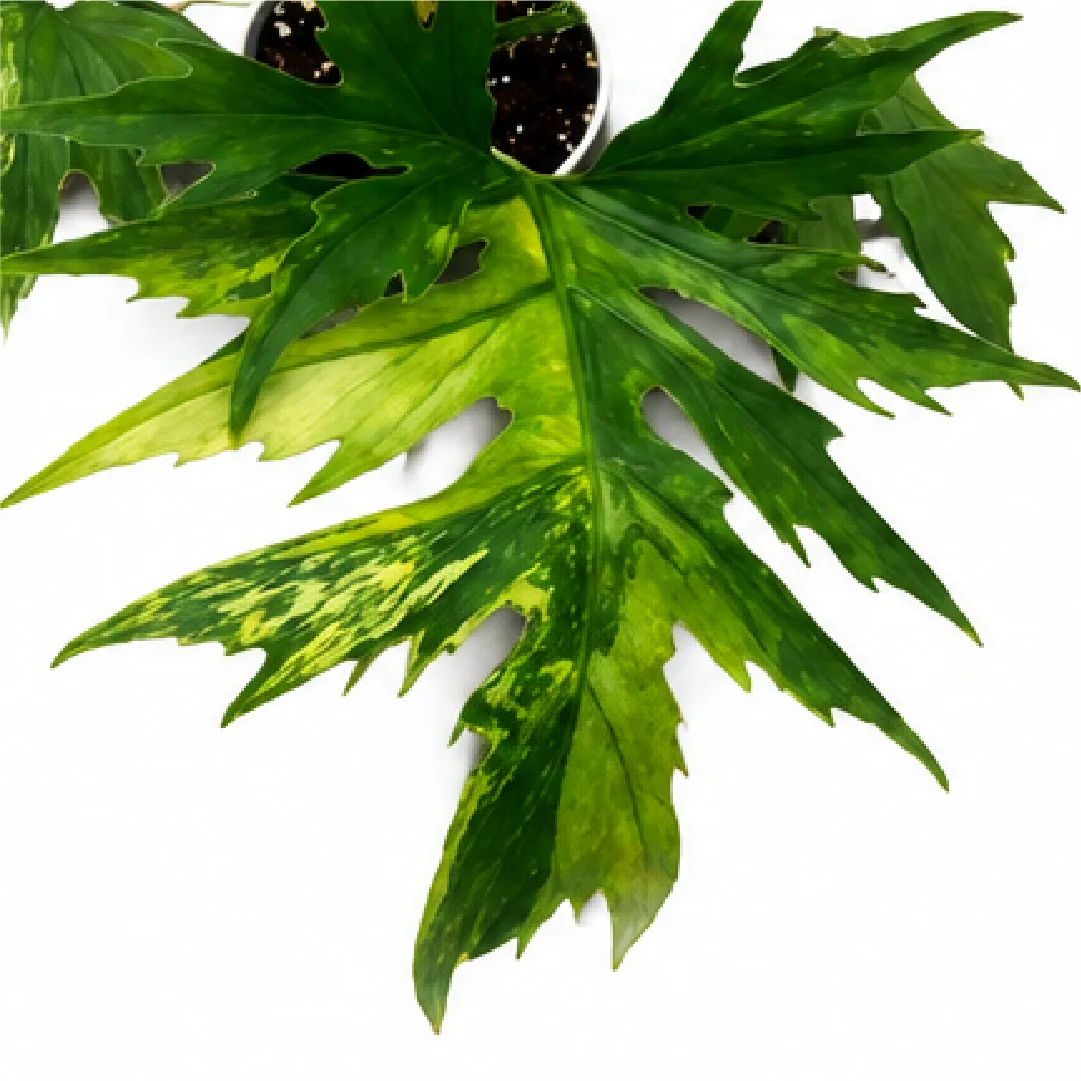 Philodendron Warscewiczii Aurea Var (Selloum Pretty Angel Aurea Var) Tissue Culture