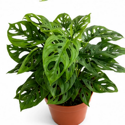 Monstera Adansonii – Tissue Culture