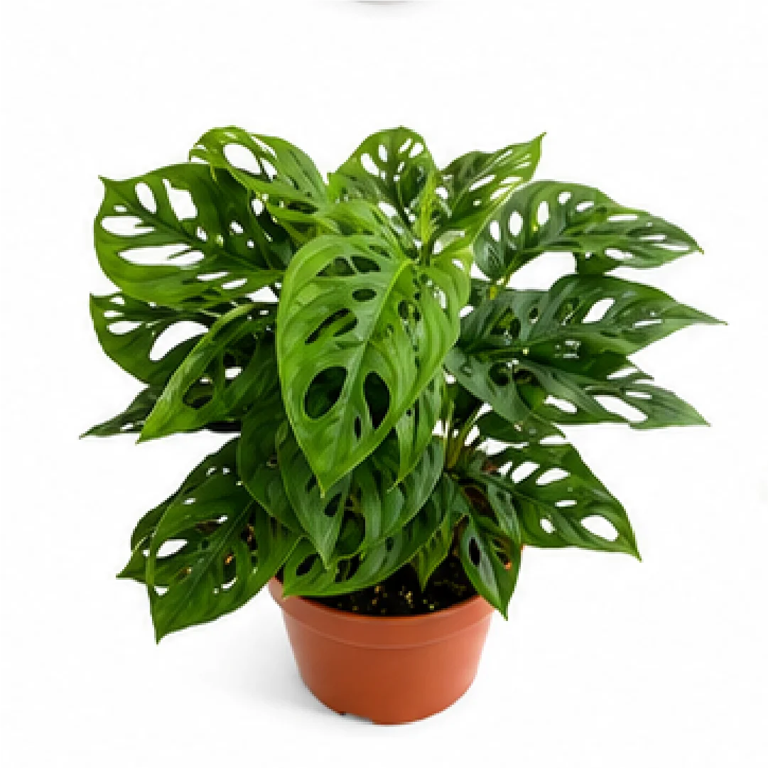 Monstera Adansonii – Tissue Culture