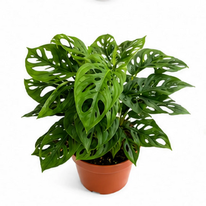 Monstera Adansonii – Tissue Culture