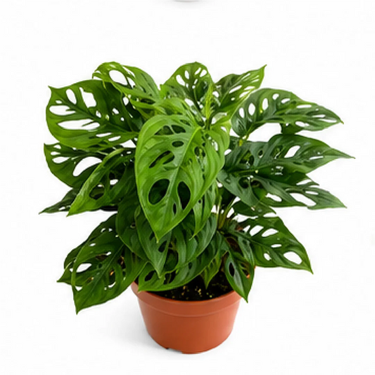 Monstera Adansonii – Tissue Culture