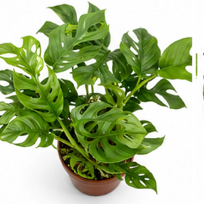Mini Monstera (Rhaphidophora Tetrasperma) – Tissue Culture