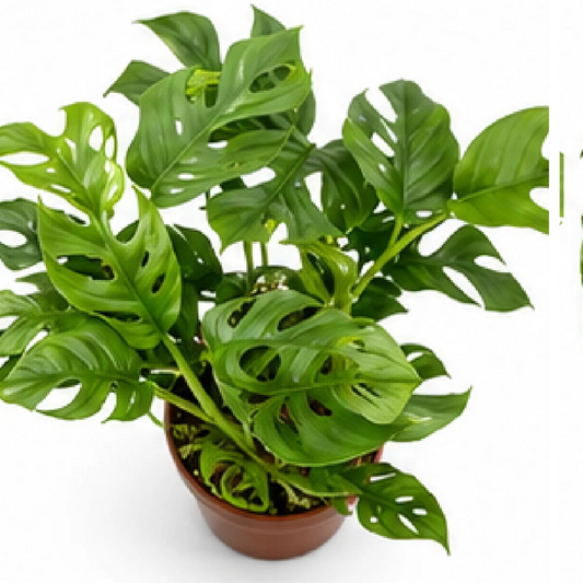 Mini Monstera (Rhaphidophora Tetrasperma) – Tissue Culture
