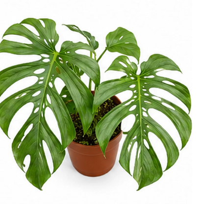 Mini Monstera (Rhaphidophora Tetrasperma) – Tissue Culture