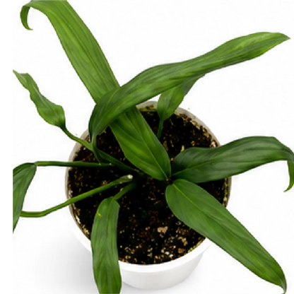 Epipremnum Amplissimum Silver – Tissue Culture