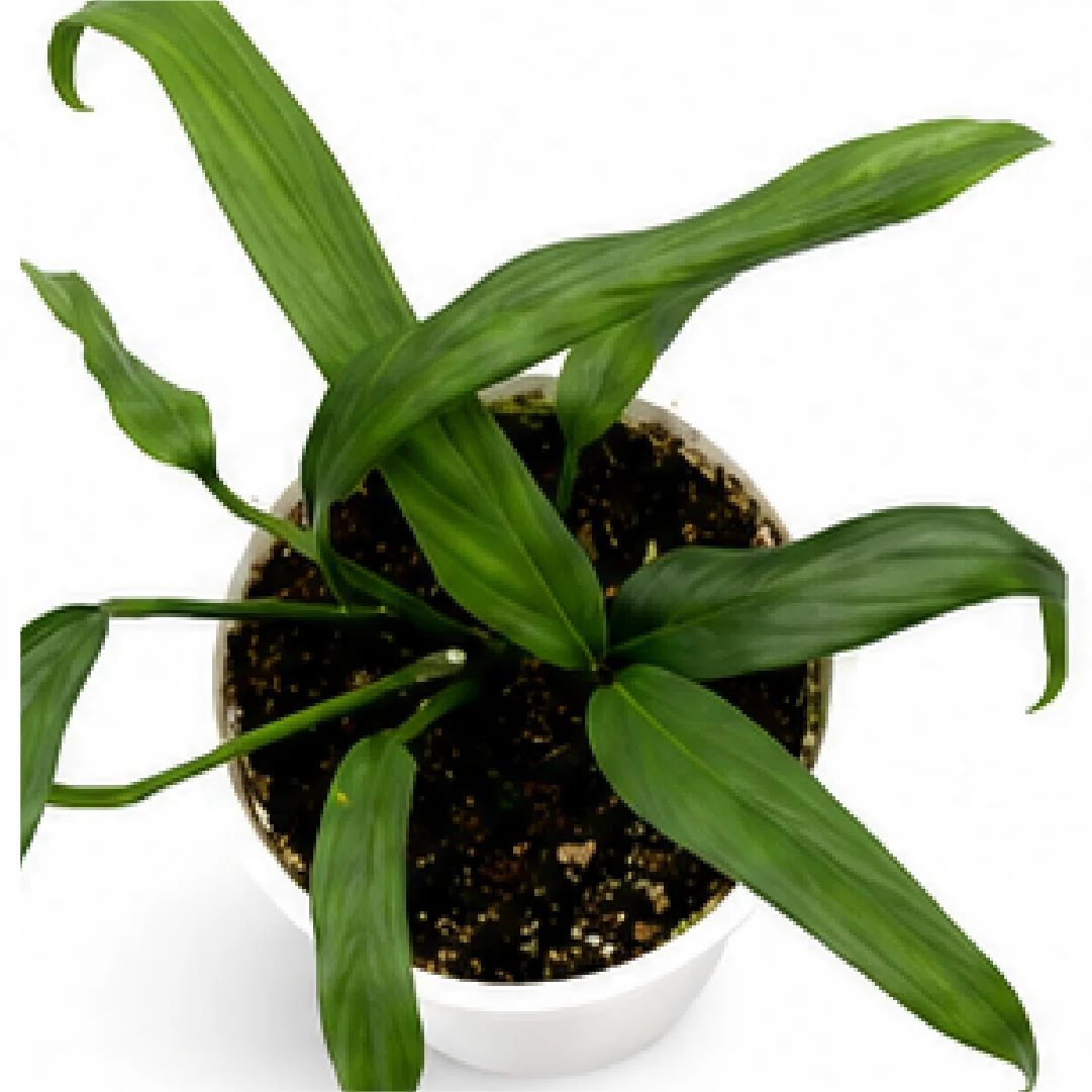 Epipremnum Amplissimum Silver – Tissue Culture
