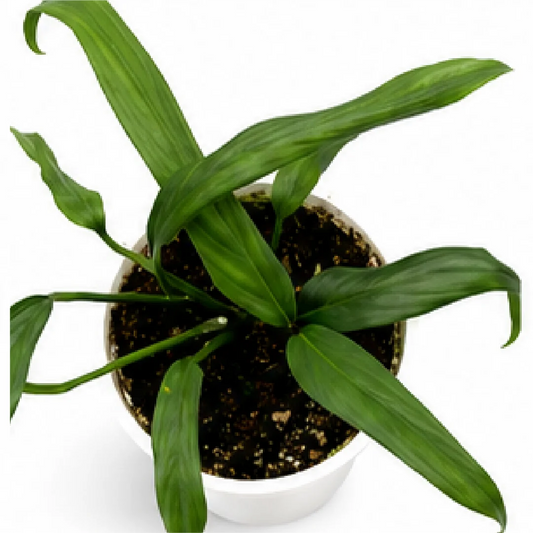 Epipremnum Amplissimum Silver – Tissue Culture