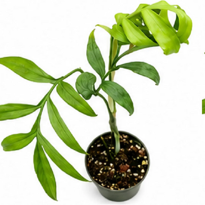 Monstera Subpinnata – Tissue Culture