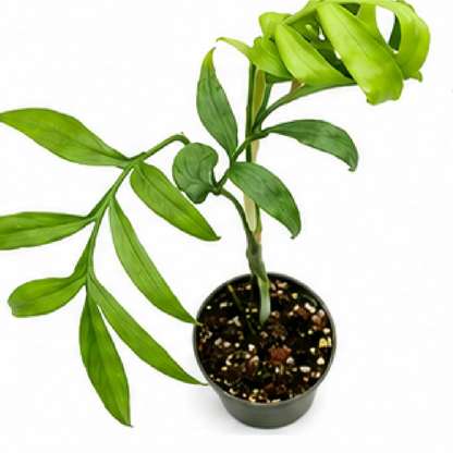 Monstera Subpinnata – Tissue Culture