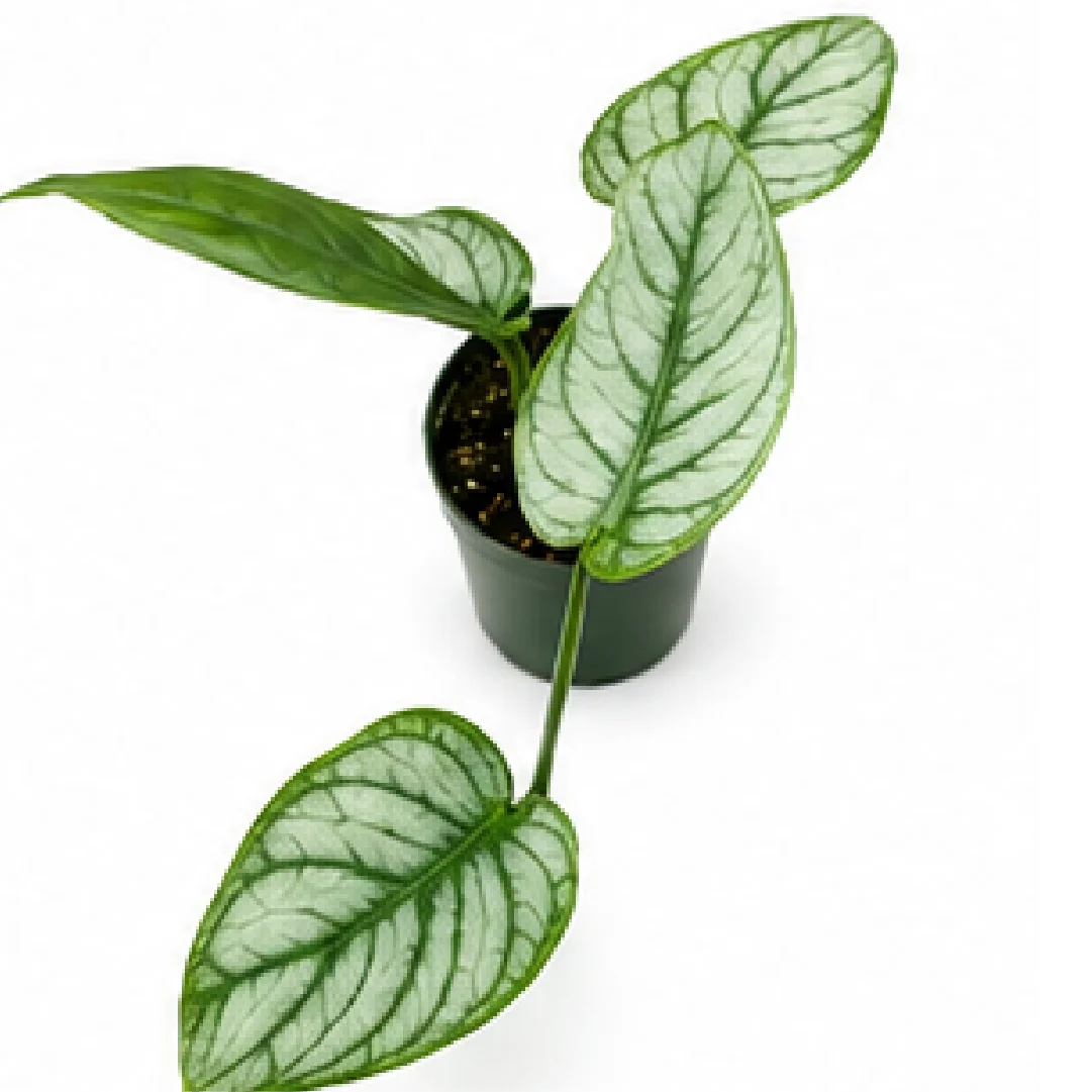 Monstera Siltepecana – Tissue Culture