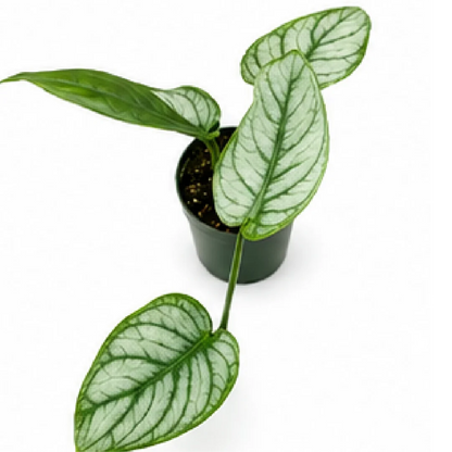 Monstera Siltepecana – Tissue Culture
