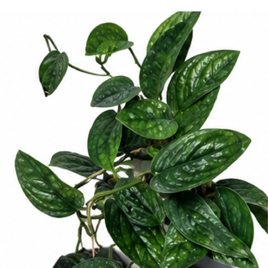 Monstera sp. 'Peru' – Tissue Culture
