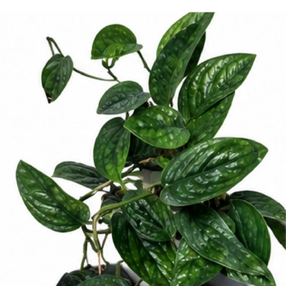 Monstera sp. 'Peru' – Tissue Culture