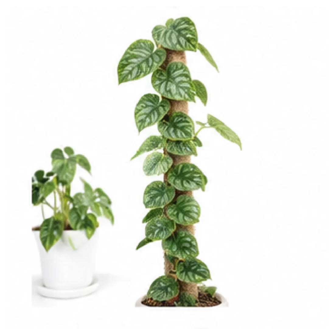 Monstera Dubia – Tissue Culture