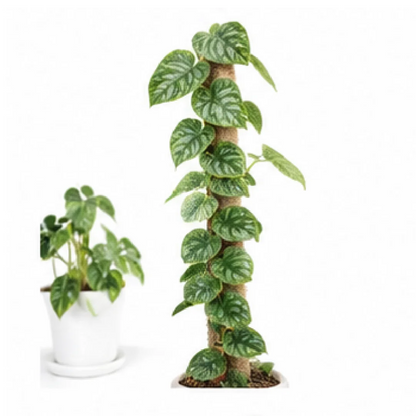 Monstera Dubia – Tissue Culture