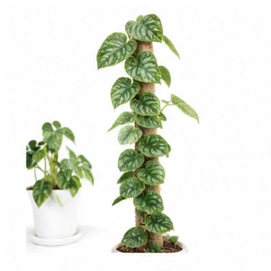 Monstera Dubia – Tissue Culture