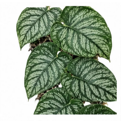 Monstera Dubia – Tissue Culture